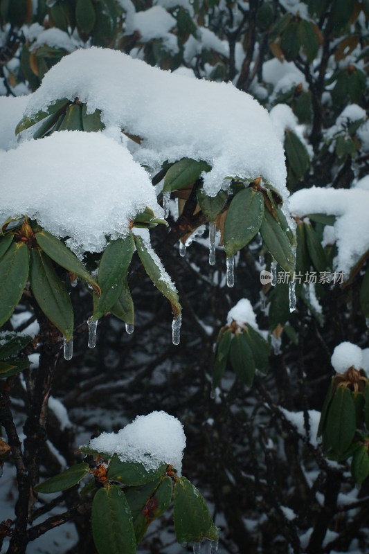 雾中积雪覆盖的山坡景象