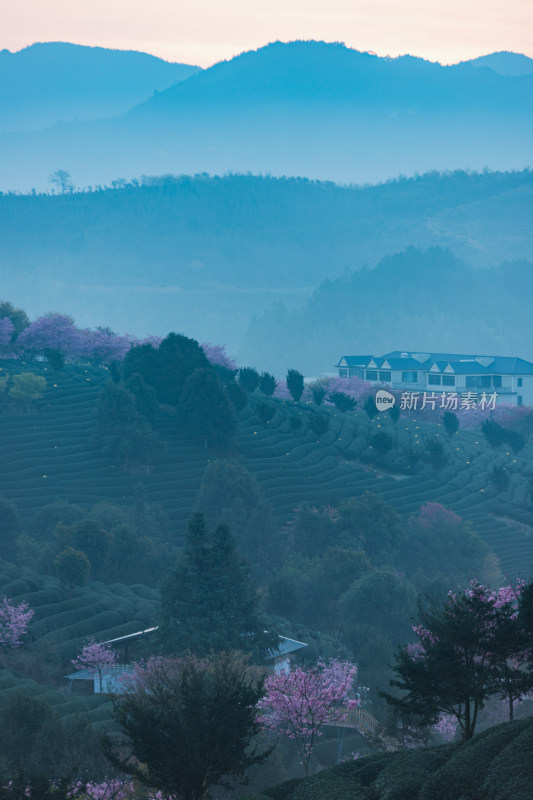 龙岩永福台品樱花茶园