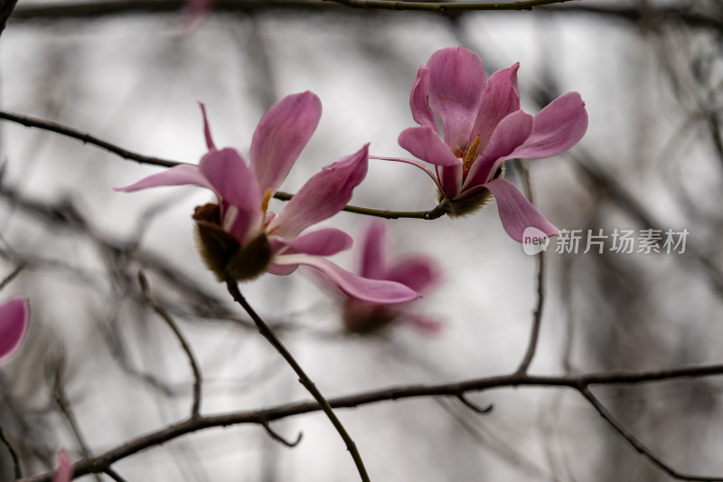 盛开的玉兰花特写