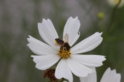 蜜蜂采蜜