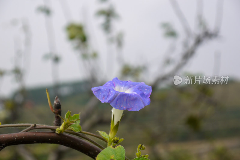 牵牛花特写