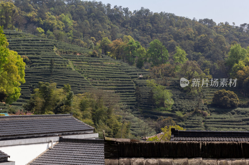 杭州杨梅岭绿意盎然的梯田式茶园