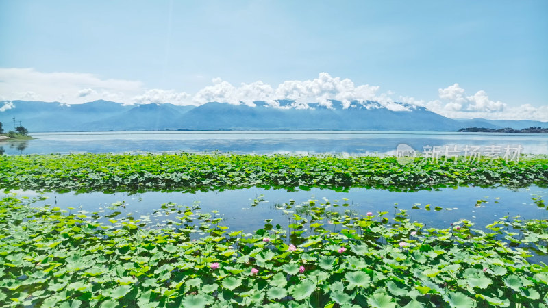 云南大理苍山洱海荷花