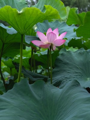 夏季公园荷花盛开唯美花瓣