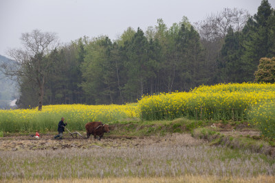 乡村景色油菜花田园劳动