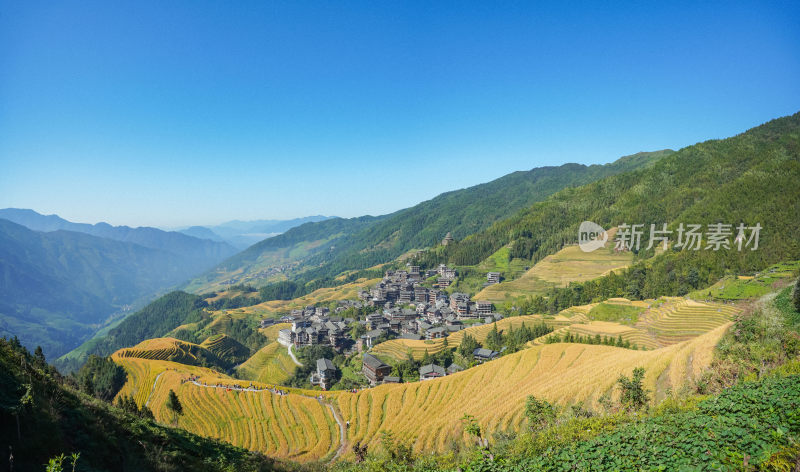 航拍金秋广西桂林龙脊梯田风光