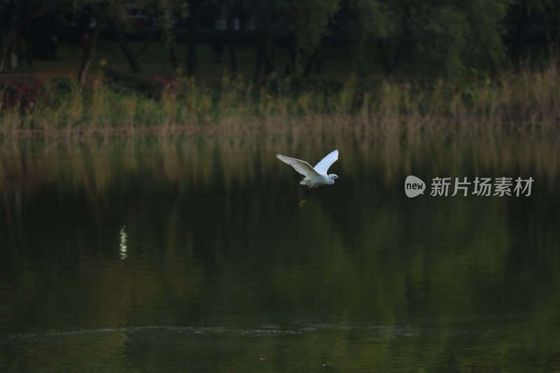 白鹭于湖面低空飞行