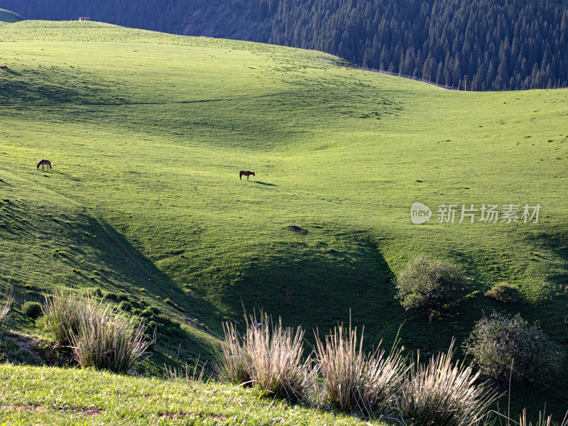 早晨的大草原上，马匹正在吃草的自然风景