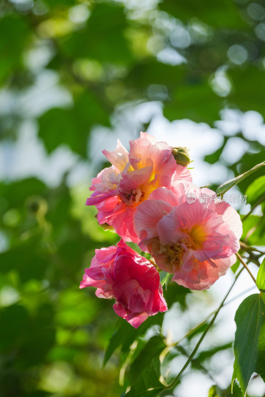 逆光的木槿花特写