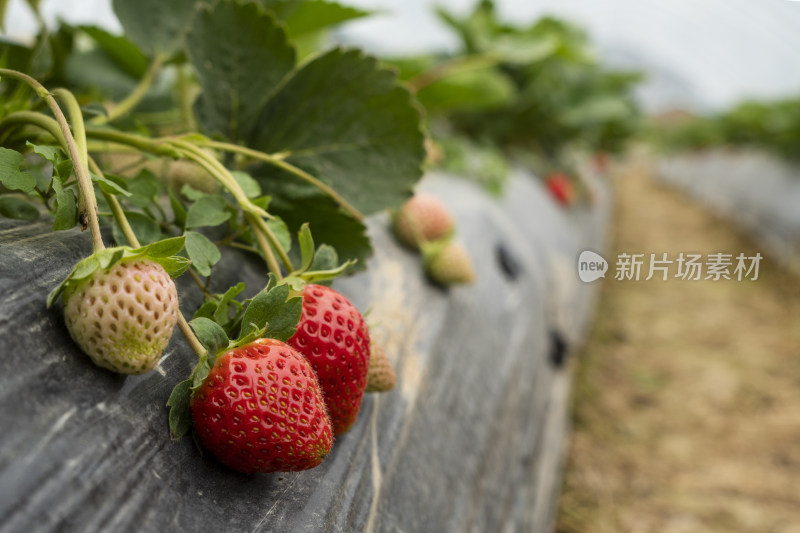 草莓园里的草莓特写