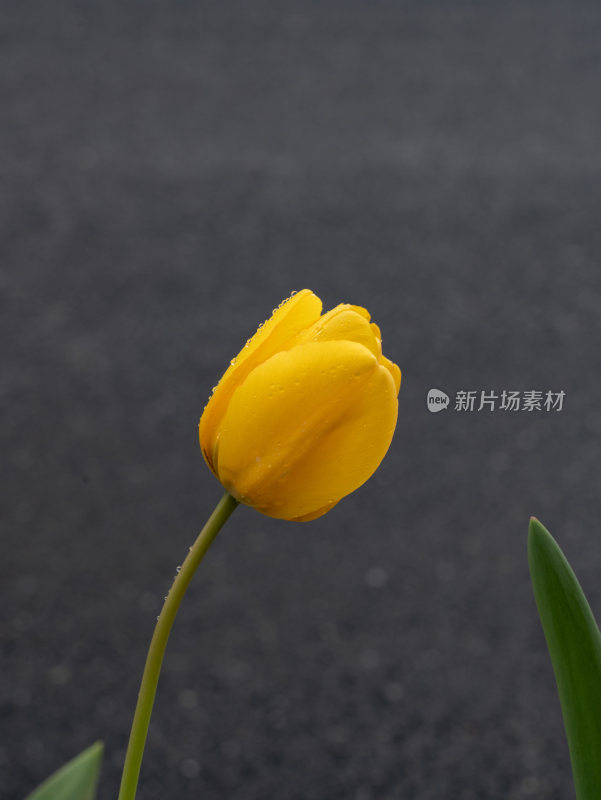 盛开的郁金香花