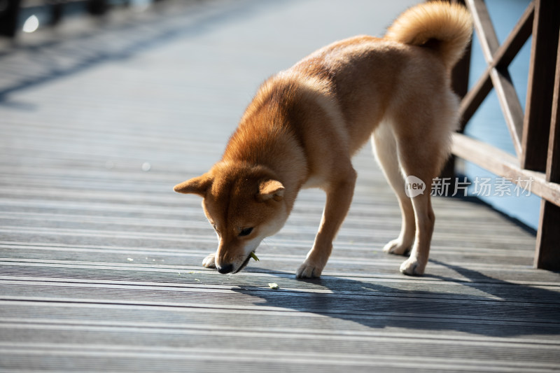 一只在栈道上玩耍的柴犬