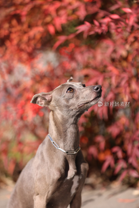 秋天红枫里的意大利小灵缇犬