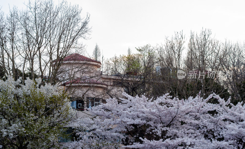 青岛中山公园樱花盛开