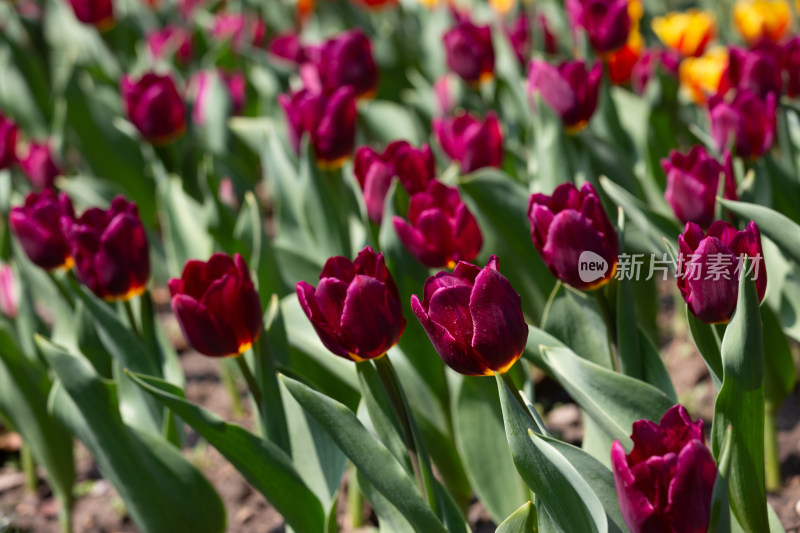 2025年3月杭州太子湾郁金香特写