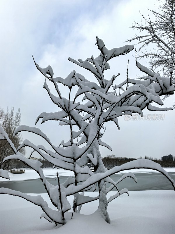 雪后户外被积雪覆盖的树枝景象