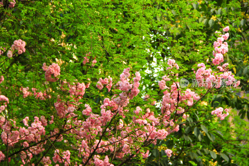 春天盛开的日本晚樱粉色鲜花
