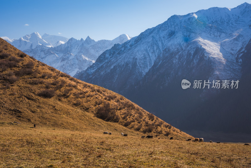 新疆夏塔雪山草原山水自然风景