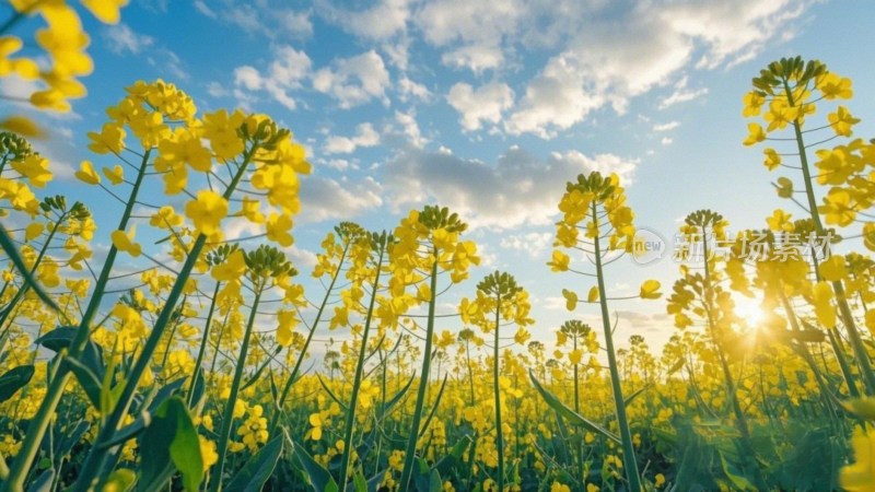 油菜花田与天空