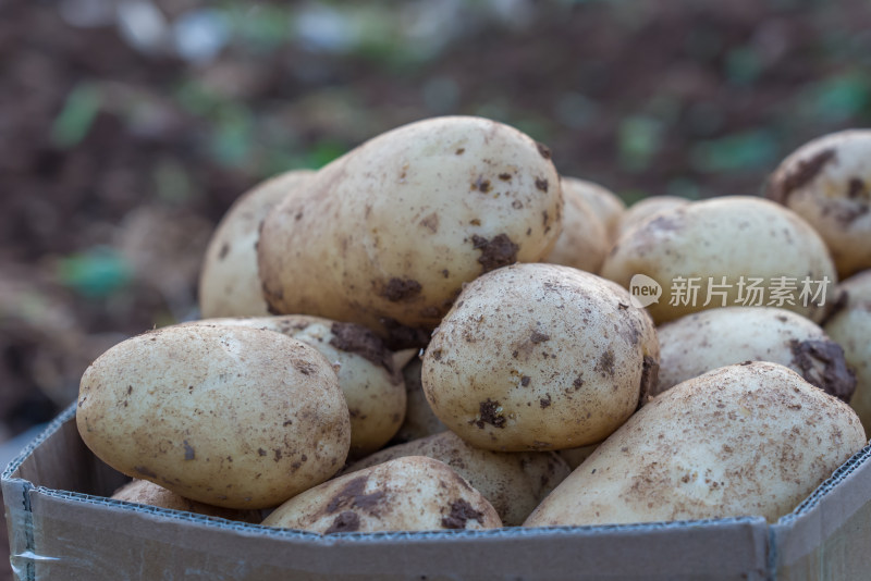 田野里刚收获的土豆