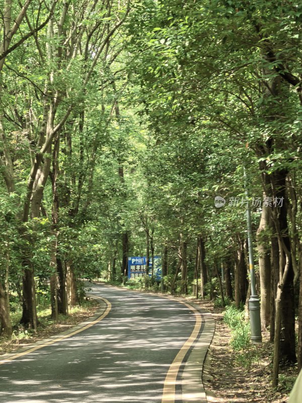 林荫道风景，两侧树木茂盛的弯曲道路