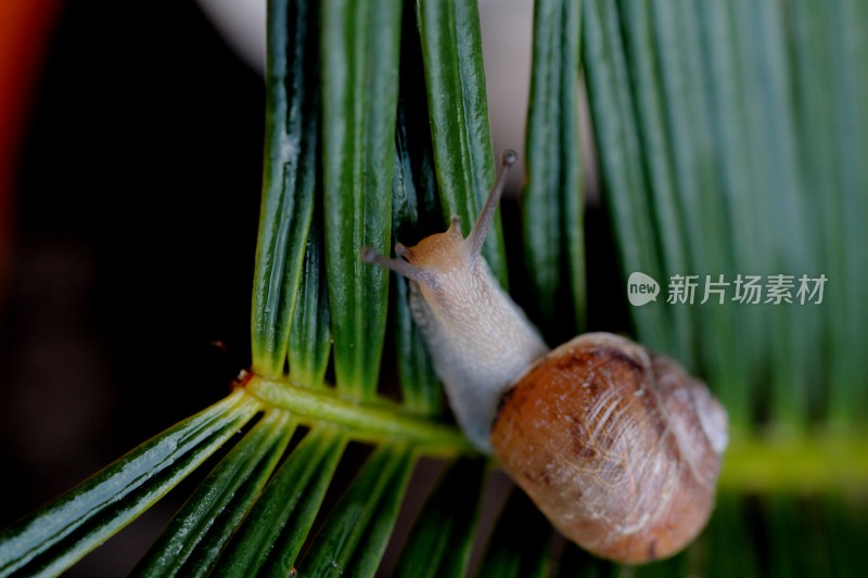 小蜗牛在植物上爬动