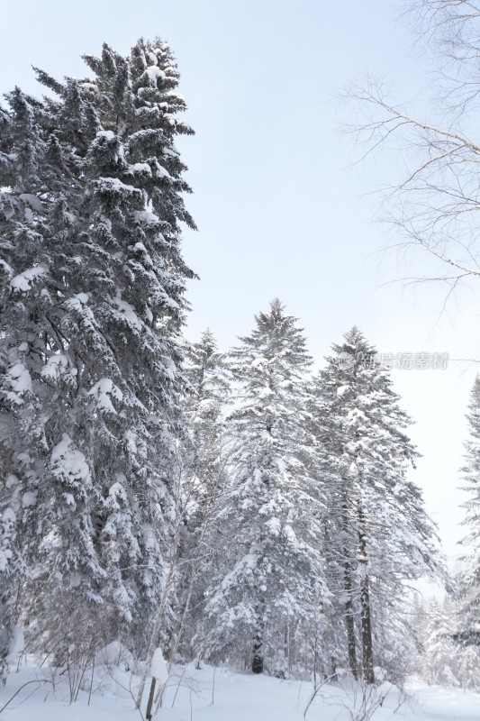 雪乡羊草山雪松