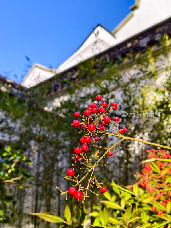 红果绿植与白墙建筑景观