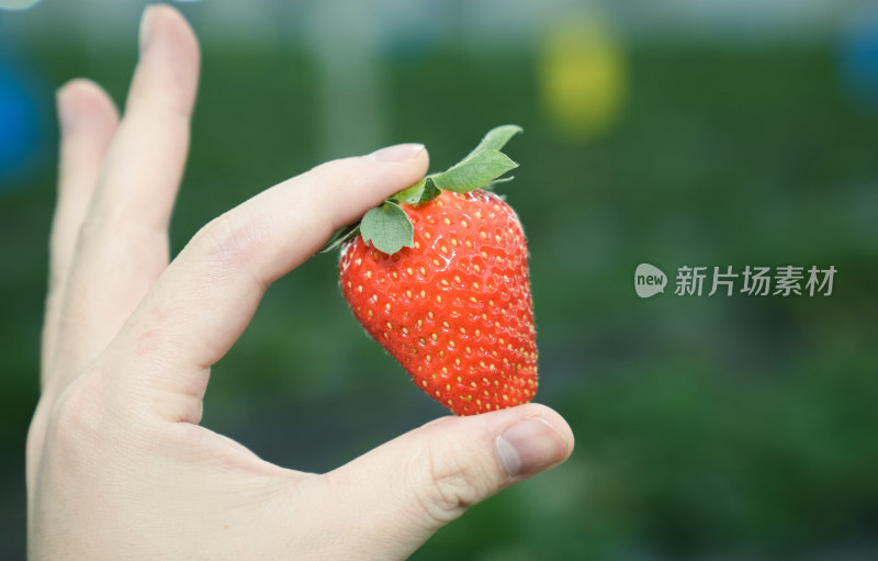 手上的草莓