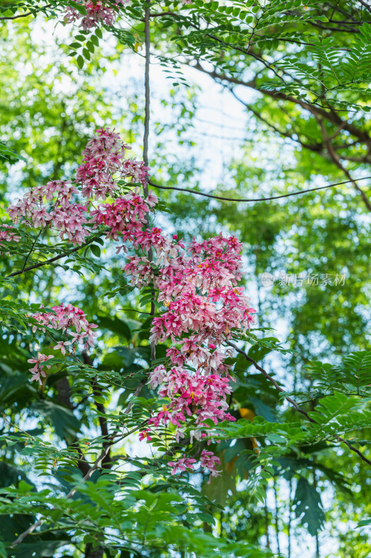 公园里盛开的节荚决明花