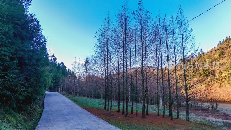 重庆酉阳：天山堡水杉红似火