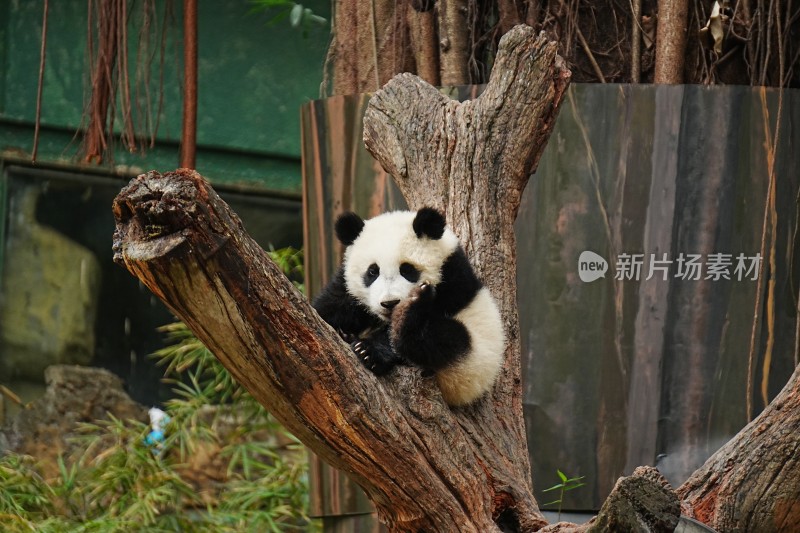 大熊猫幼崽坐树干憨态可掬