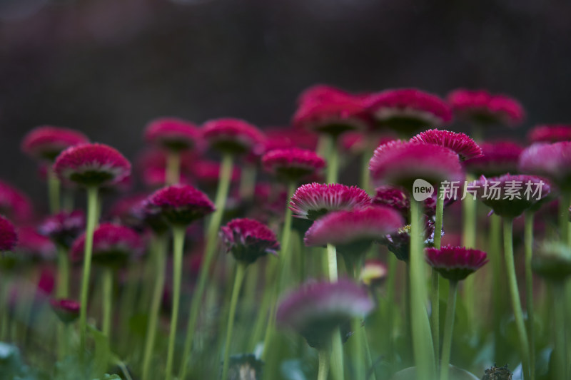 春天的花卉