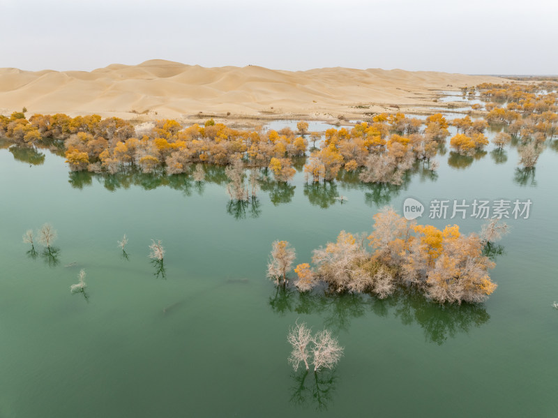 新疆南疆巴州葫芦岛金秋沙漠水上胡杨林航拍