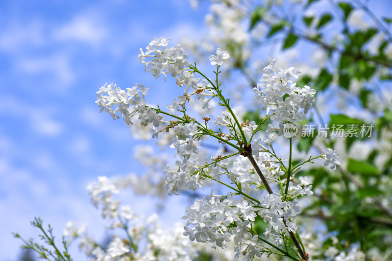 白色丁香花