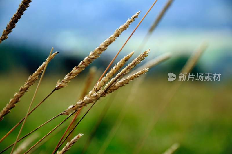 小麦，麦子，图片