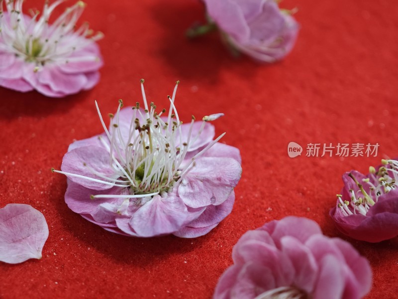 红色背景上的粉色花朵