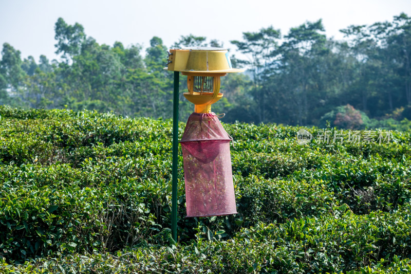 茶树种植园农民用驱虫装置保护茶叶