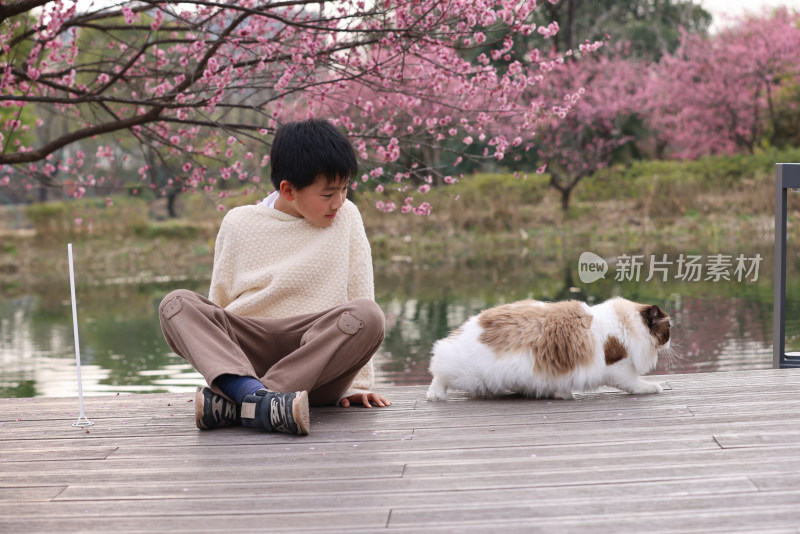 小男孩与宠物猫在梅花树下互动的温馨场景