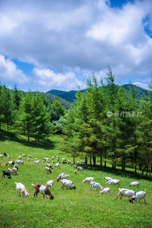 草原牧场羊群吃草