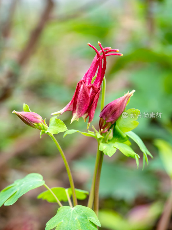 春天的漏斗菜开花