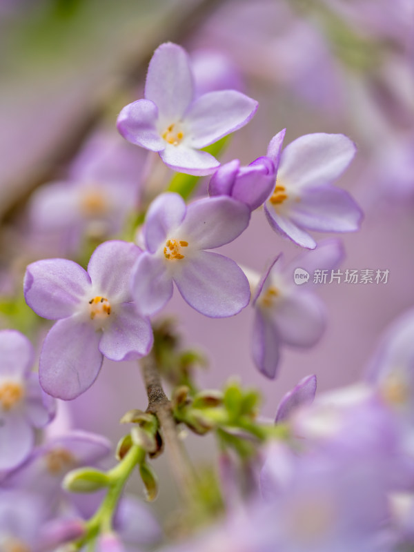 春天的芫花特写