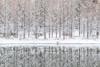 冬季湿地公园树林雪景