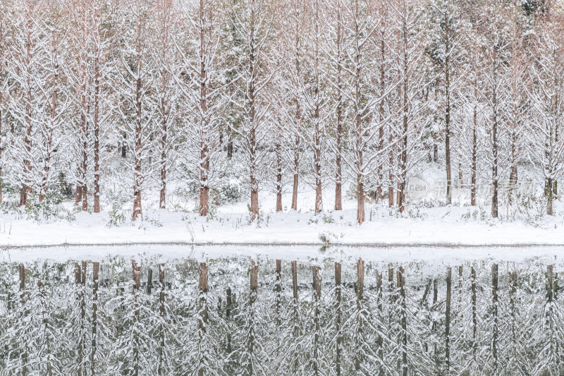 冬季湿地公园树林雪景