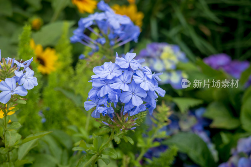 户外盛放的蓝雪花花朵特写