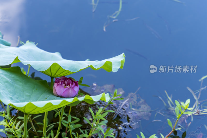 杭州西湖风景区曲院风荷荷花风景