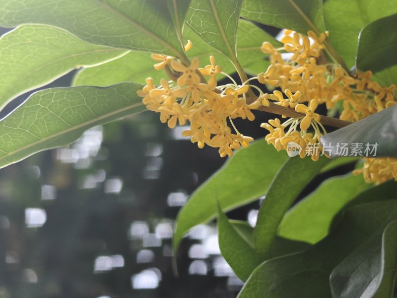 秋日桂花微距