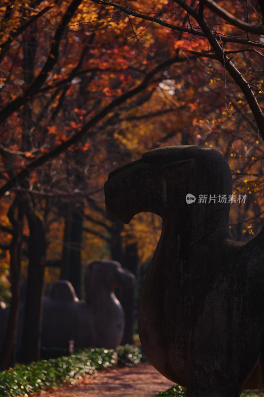 秋天的南京石像路