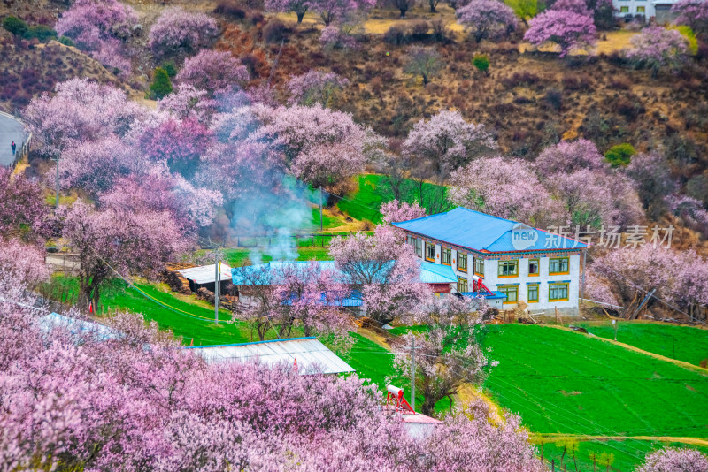 西藏林芝桃花园