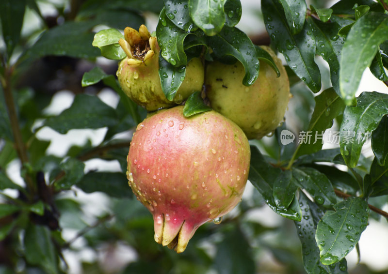 山东枣庄冠世榴园挂满雨珠的石榴果实